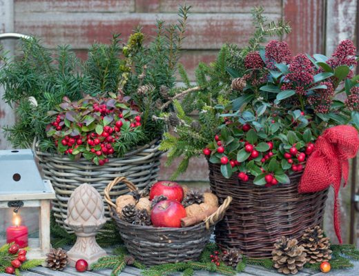 christmas plants winterberry in holiday themed garden