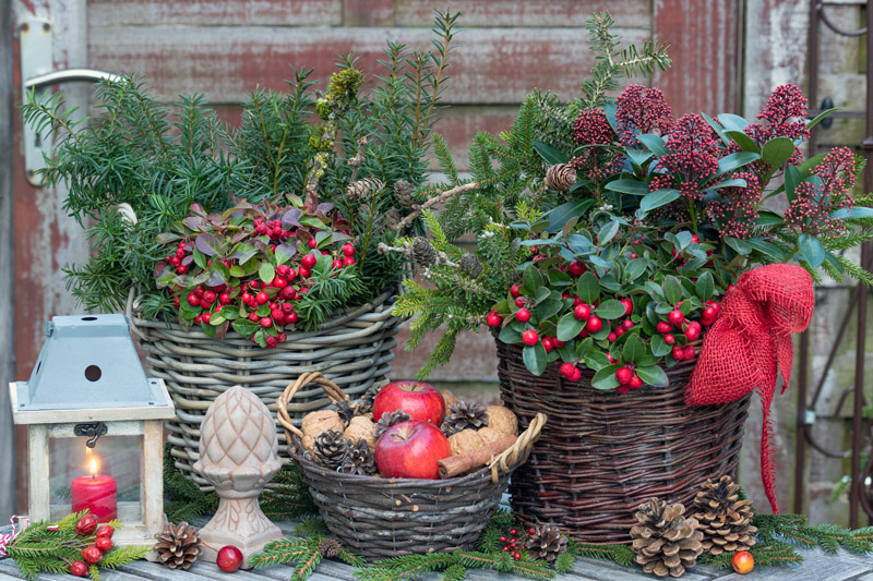 christmas plants winterberry in holiday themed garden