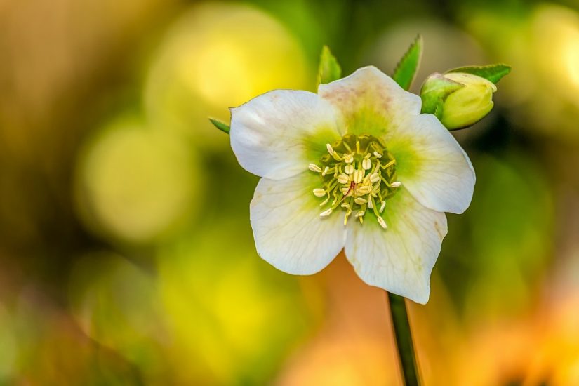 Close-up of hellebore (christmas rose) flower outside