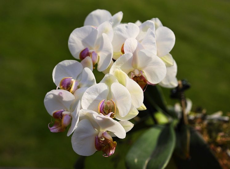 Close-up of white moth orchid flowers growing outside