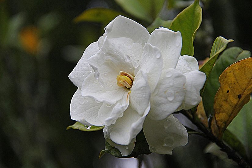 Close-up of white gardenia growing outside