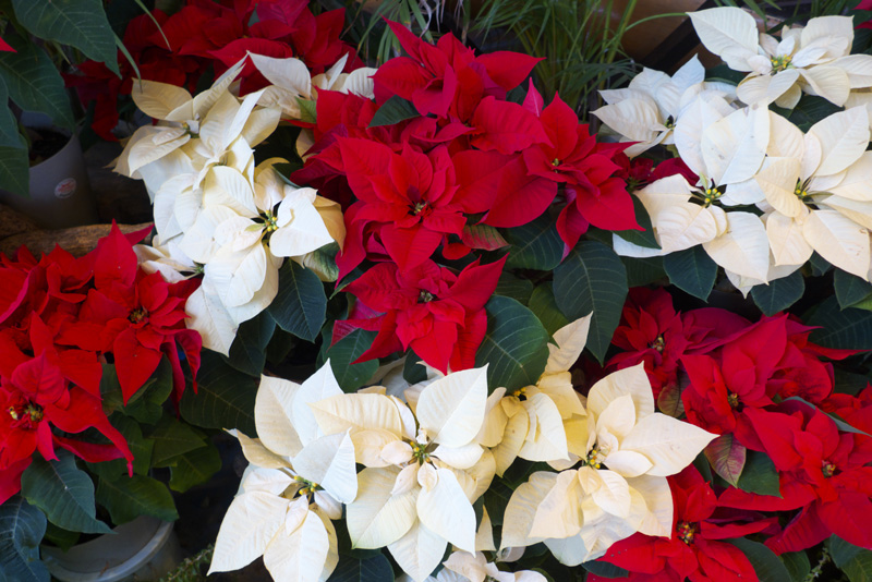 red and white poinsettias