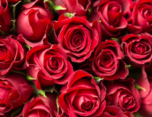 Close-up of red roses