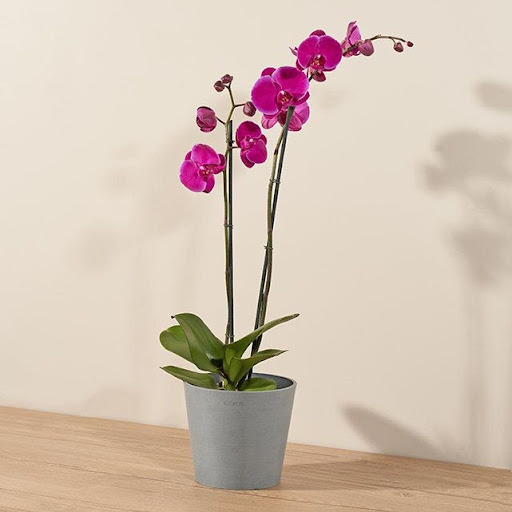 purple orchid in neutral gray pot