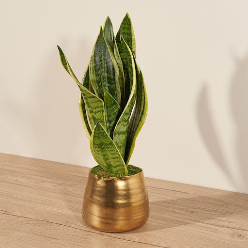 snake plant in a metallic pot
