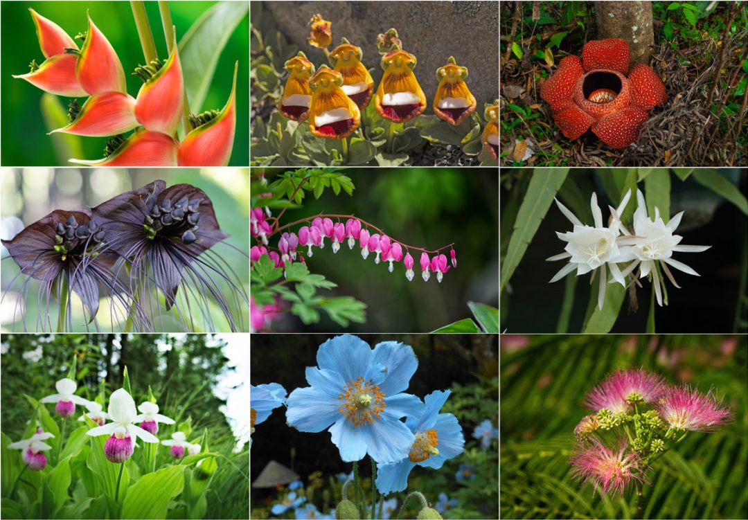 unusual flowers and rare flowers including the lobster claw flower, stinking corpse lily, himalayan poppy, black bat flower, bleeding heart flower and more
