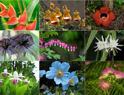 unusual flowers and rare flowers including the lobster claw flower, stinking corpse lily, himalayan poppy, black bat flower, bleeding heart flower and more