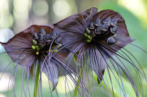 Closeup of Tacca chantrieri Andre, Chantrier Tacca