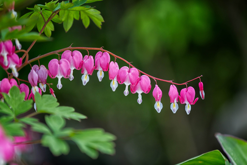 Bleeding Hearts branch