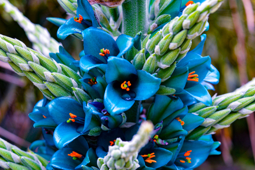 Puya alpestris blue flower on a green background