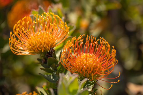 close-up of Leucospermum cordifolium flowers (Pin Cushion South African Protea)