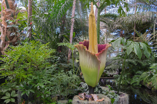 Rare corpse flower, or amorphophallus titanum, the world's largest flower, blooming in greenhouse
