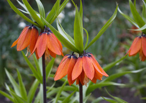 orange crown imperial flowers