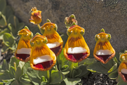Darwin's Slippers on Alpine Tundra in the Patagonian Andes of Argentina