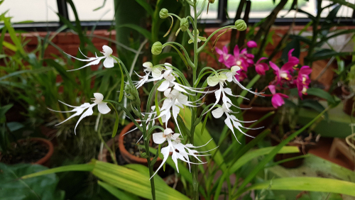 white ghost orchids in a botanical garden in kandy, sri lanka