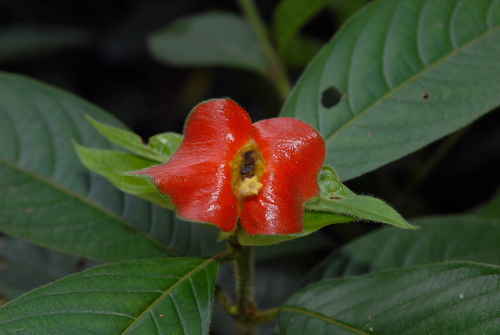 Hot Lips flower. Psychotria elata. Trinidad. 2010