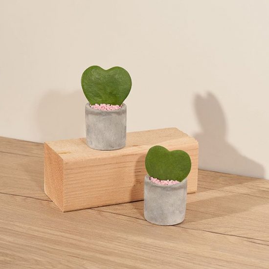 two heart-shaped hoya succulents in grey pots
