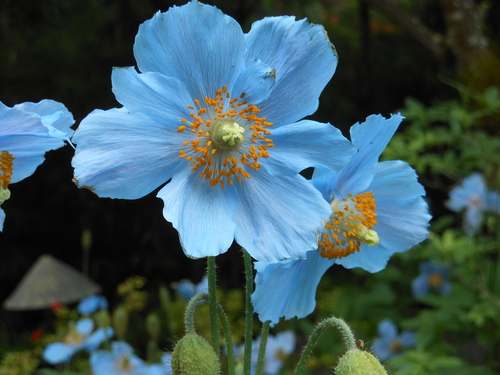 Blue Himalayan Poppy