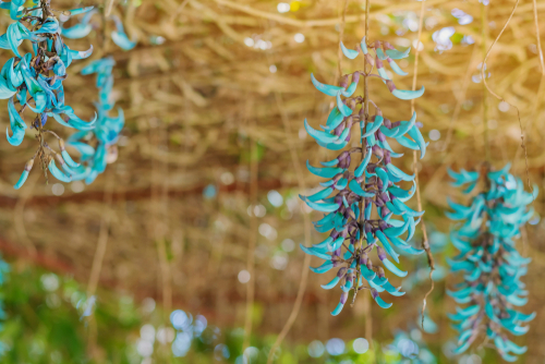 Beautiful blue purple of Tiger claw flowers in Dalat, Vietnam