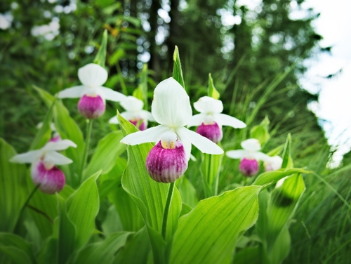 Showy Lady's-slipper - Cypripedium reginae - AKA Pink-and-white Lady's-slipper or the Queen's Lady's-slipper - Minnesota State Flower
