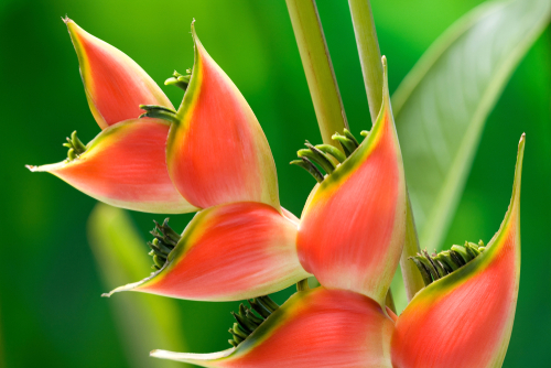 Red tropical heliconia flower macro isolated on green background