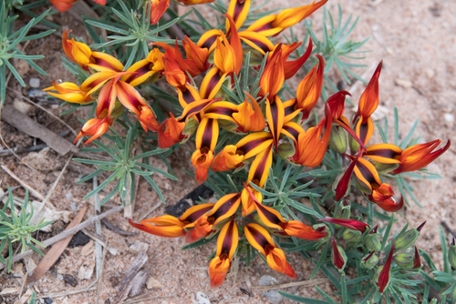 Lotus Red Flash (Lotus berthelotii) ground cover plant in bloom