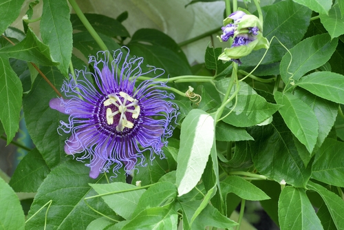 May-pop Purple Passion flower(Passiflora Incarnata),Spring Hill botanical garden,Florida