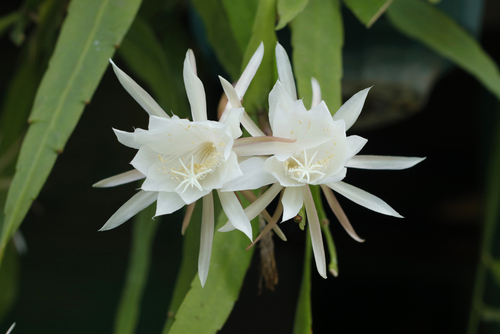 A Queen of the night flower ( Epiphyllum oxypetalum) in the morning