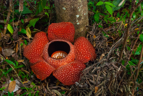 Rafflesia, the biggest flower in the world. This species located in Ranau Sabah, Borneo. Malaysia
