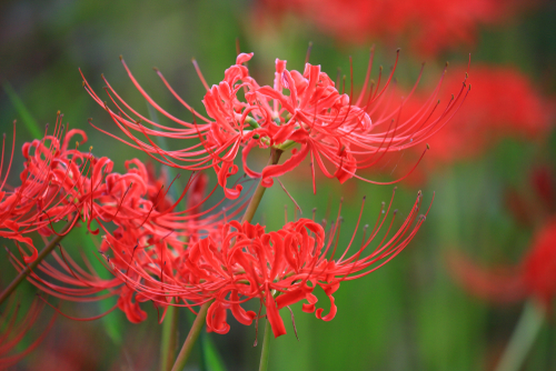 Japanese cluster amaryllis cv