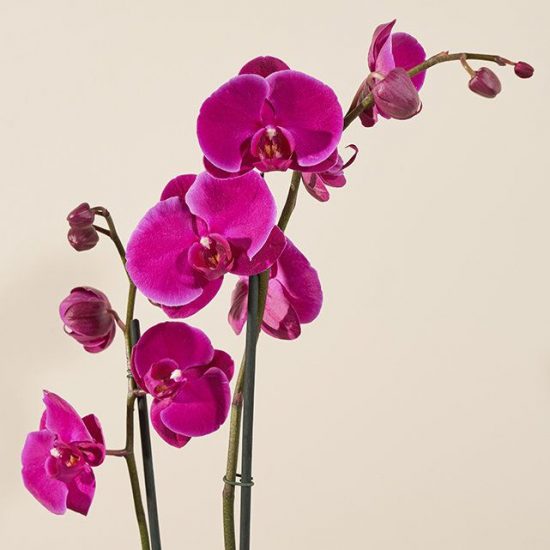 Purple Orchids