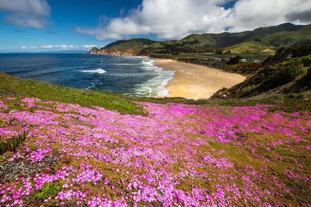 Pink-purple wildflowers at Montara State Beach