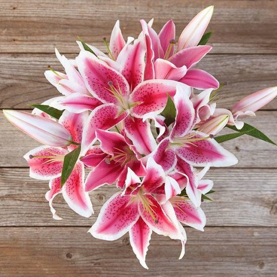 Pink and white stargazer lilies