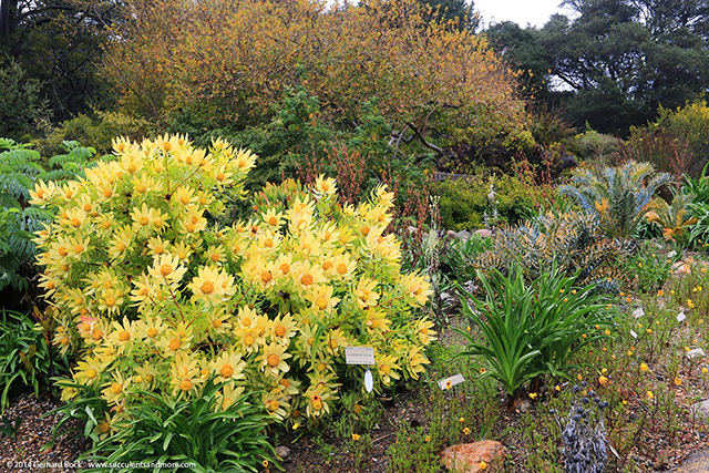 bright yellow leucadendrons at UC botanical gardens