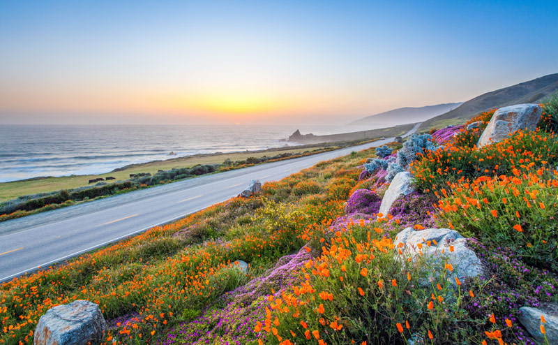 California poppies and purple wildflowers on coastal road next to the Pacific Ocean