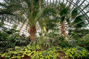 green plants and large palm trees at Garfield Park conservatory