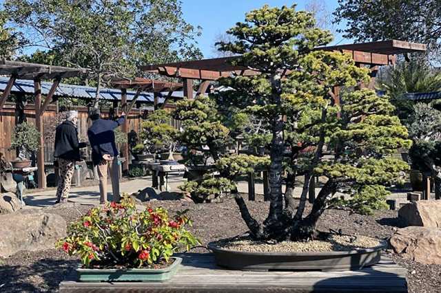 bonsai trees at Lake Merritt bonsai garden