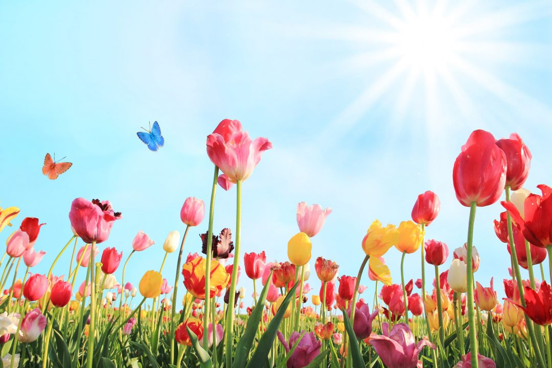 Field of colorful tulips on a bright sunny day.