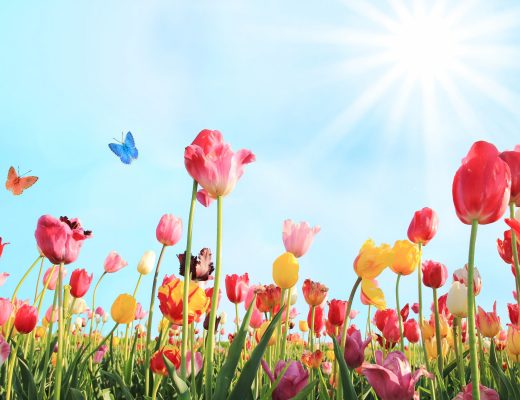 Field of colorful tulips on a bright sunny day.