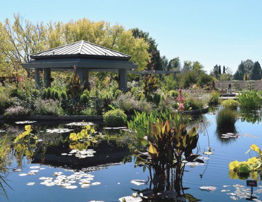 garden pond with flowers and gazebo