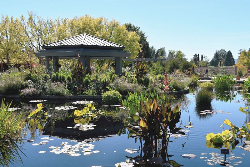 garden pond with flowers and gazebo