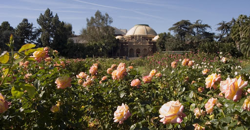 Peach and pink roses outside the Natural History Museum