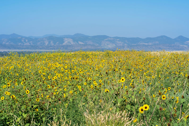 sunflower fields near the rocky mountains