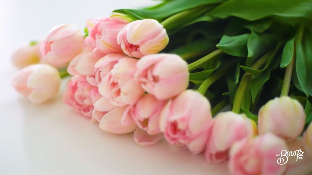 pink white tulips set out on table