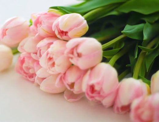 pink white tulips set out on table