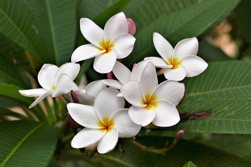 Close-up of white frangipani flowers