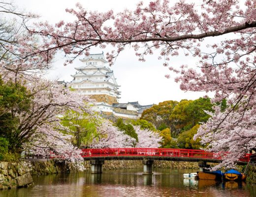 cherry blossoms outside Himeji castle in Japan