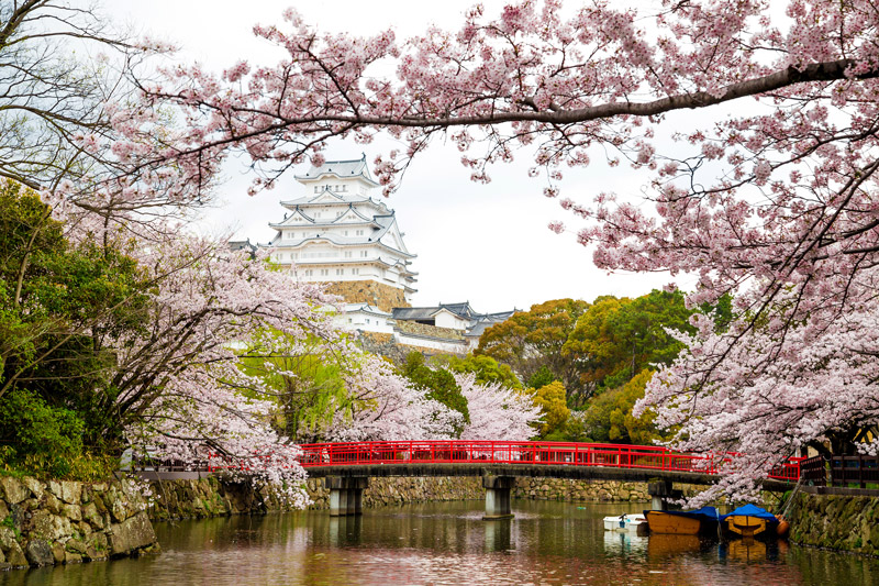 cherry blossoms outside Himeji castle in Japan