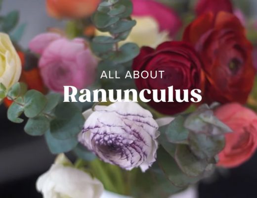 bouquet of multicolored ranunculus