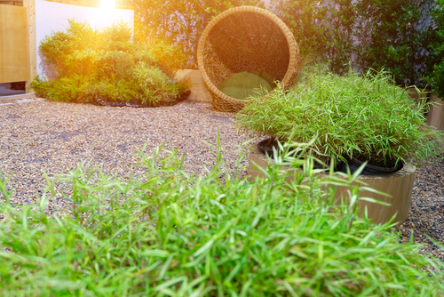 bush of Dwarf bamboo in the circle pot on the round cobblestone with circle rattan chair for relax ,Banyan Tree fence at the garden and sunlight background.
